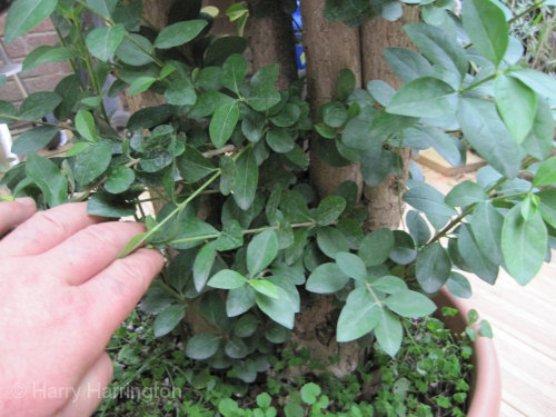 Large Privet Bonsai Progression 